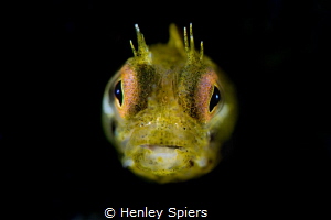 Golden Rough-head Blenny by Henley Spiers 
